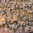 프로폴리스(Bee Propolis) 추출법(원자력 기술 활용) 이미지
