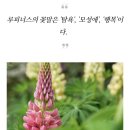 루피너스