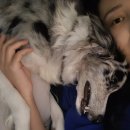 H 동물병원 | 반려동물행동지도사 서류 준비 방법 정리!(TBPE / 소변검사)