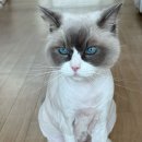 뷰티몽냥 이미지