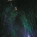 대숲사이 이미지