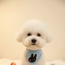 러브펫 | [러브펫살롱] 멍뭉이들의 여름 휴가 준비완료! 🐶🌊