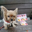 메리도프 이미지