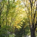 수리산로 이미지