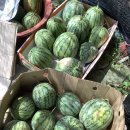 애플 수박 있습니다 이미지