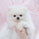 내품안의반려견 노원점 이미지