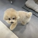츄제이네일