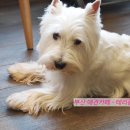 테리몽하우스 이미지