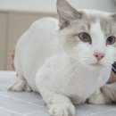 코냥코냥 이미지