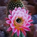 다육세상 이미지