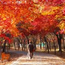 강원도 교통약자 광역이동지원센터 이미지