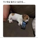 상전 이미지