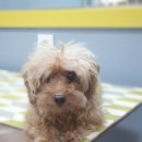 왈왈이발소 이미지