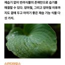 장마철에 요긴한 제습식물 5 이미지