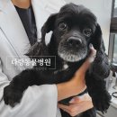 다랑동물병원 이미지