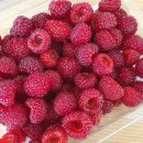 산딸기목장 이미지