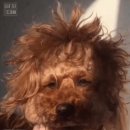 제주먹보