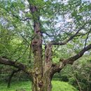 남장사약수터 | 상주 노음산 일몰산행(240703)