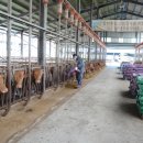 황토한우농장 이미지