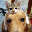강아지와고양이 이미지