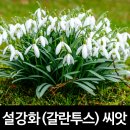 SNOWDROP : 설강화(雪降花) / 설적화(雪滴花) 이미지