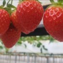 안정농장 이미지