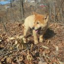 대견농장 이미지