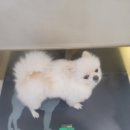 해랑동물병원 네이버블로그