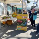 서운면사무소 주차장 | 경기도 안성 안성맞춤 포도축제 ① (위치, 프로그램)