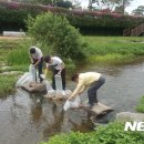 고창미꾸라지