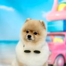 코쿠닝78 | 🐾 우리 집 막내, 세이블 포메라니안 룽지 소개할게요! 🐶"