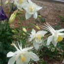 원통초등학교 신덕분교 이미지