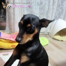 꽃순이PC 이미지