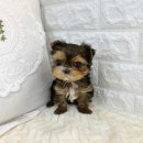 오독안심분양센터 강아지분양 고양이분양 인천점 이미지