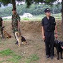 육군 군견훈련소 이미지