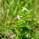 외대으아리Clematis brachyura Maxim.(미나리아재비과 으아리속) 이미지