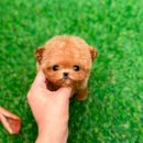 토이모아(TOY MOA) 이미지