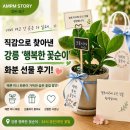 🌿 강릉 꽃집 추천｜네비 믿고 갔다가 전부 실패… 직감으로 찾아낸 ‘행복한 꽃순이’ 내돈내산 후기