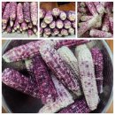 김용표 | 마트 옥수수와 다른 보성 흑미찰옥수수 직접 삶아보니? 맛·쫀득함·보관법 완전 다름