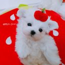 허니멍 이미지