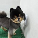 김포24시 힐 동물의료센터 이미지