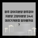 광주강아지분양 고양이분양 24시 데려가개본점 | 광주 강아지분양 광주강아지분양 고양이분양 24시 데려가개본점 알아볼까요?