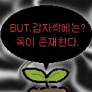오잉키 이미지