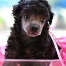 강아지정류장 이미지