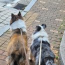 케니애견돌봄센터 이미지