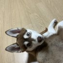 Luv댕 이미지