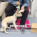 반려견 이미지