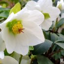 동강할미꽃/ 벚꽃 내린 풍경 / 작은 키의 어여쁜 하얀 꽃 겨울장미 이미지