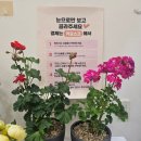 퀸플라워 이미지