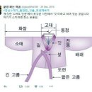 옷깃 이미지